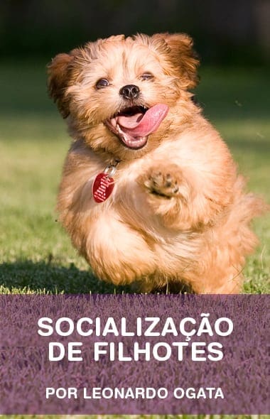 Socialização-de-Filhotes